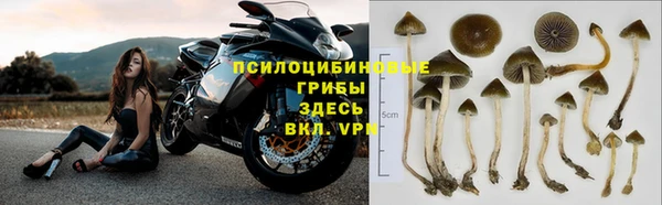 гашик Алексин
